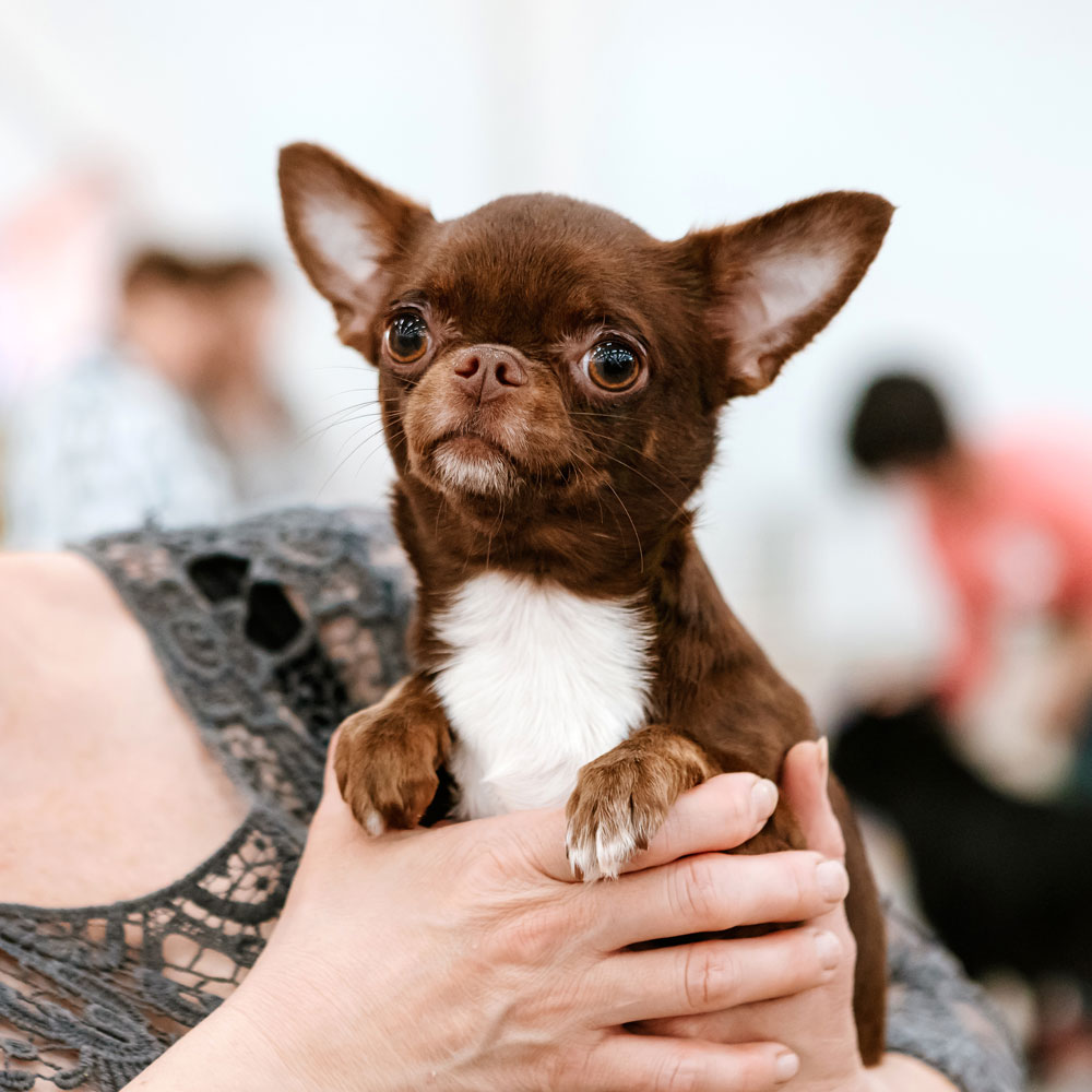 Чихуахуа короткошерстная ВИГО'С ЯМАЙКА