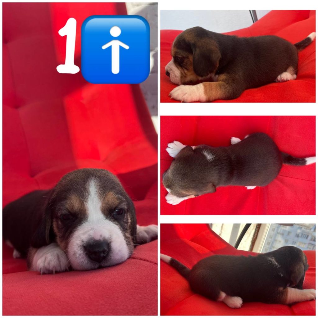 ♂️ Бигль ГОЛДЕН АМБЕР ВИЛЛИ ВОНКА