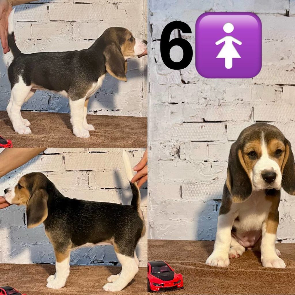 ♀️ Бигль ГОЛДЕН АМБЕР ВАЛЬКИРИЯ
(ПРЕДЛАГАЕТСЯ К ПРОДАЖЕ)